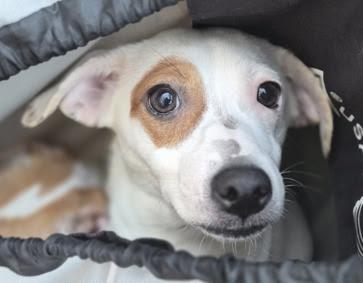 TODDY, an adopted mixed breed in Ridgefield, CT image 4/6