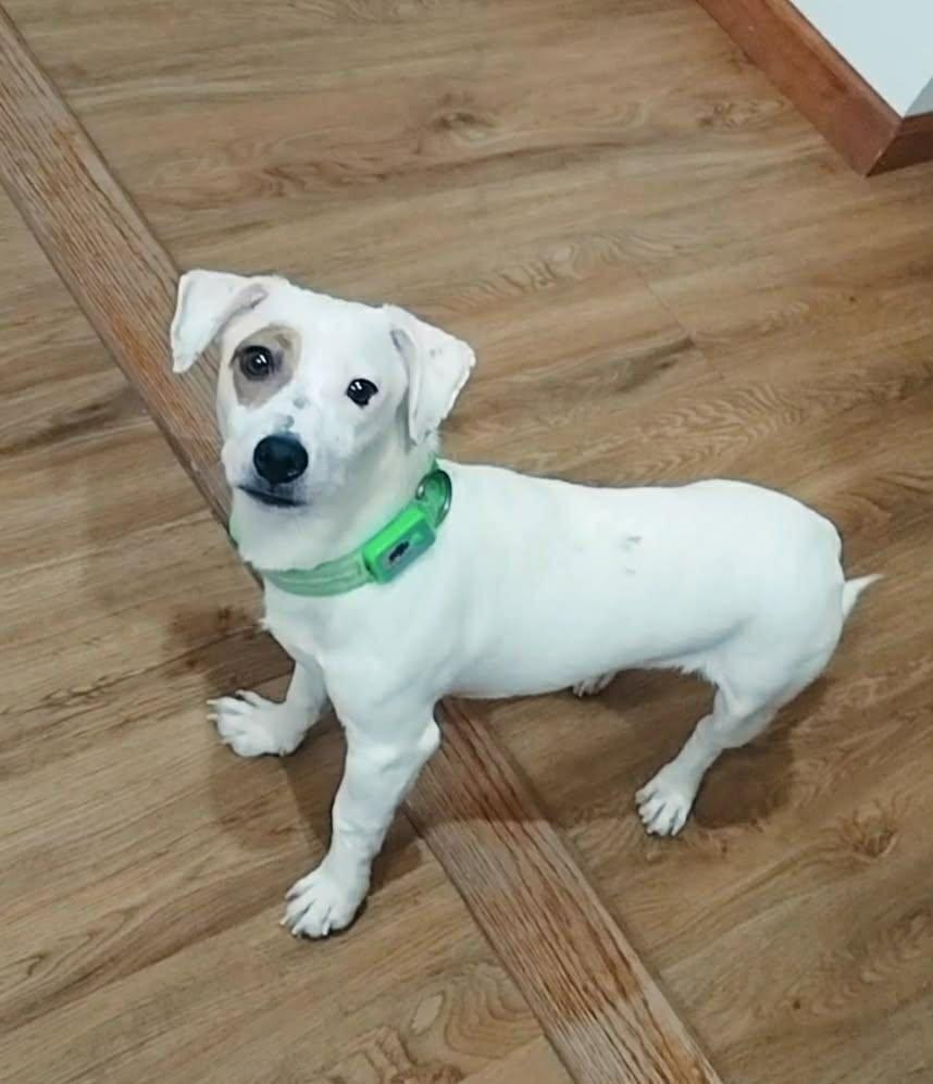 TODDY, an adopted mixed breed in Ridgefield, CT image 1/6