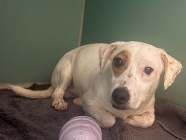 TODDY, an adopted mixed breed in Ridgefield, CT image 2/6