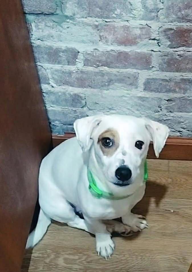 TODDY, an adopted mixed breed in Ridgefield, CT image 3/6