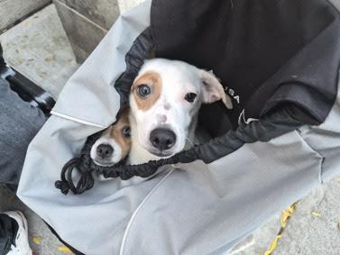 TODDY, an adopted mixed breed in Ridgefield, CT image 5/6