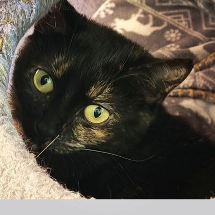 Pearsey, Adoptable, Young Female Domestic Short Hair & Domestic Short Hair.