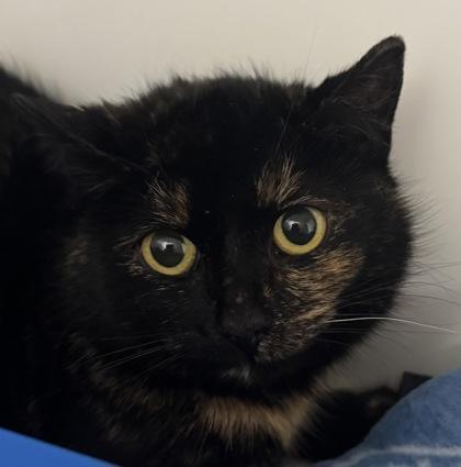 Enlarge Pearsey, a Adoptable mixed breed in Erin, ON image 1/1