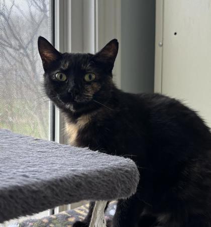 Pearsey, Adoptable, Young Female Domestic Short Hair & Domestic Short Hair.