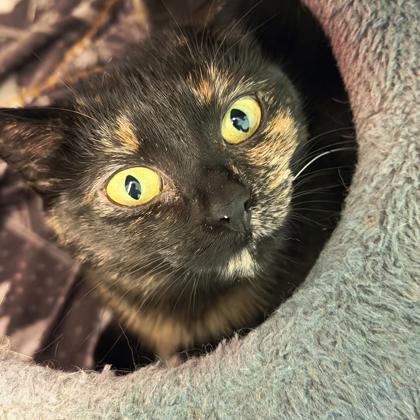 Pearsey, a Adoptable mixed breed in Erin, ON image 2/3