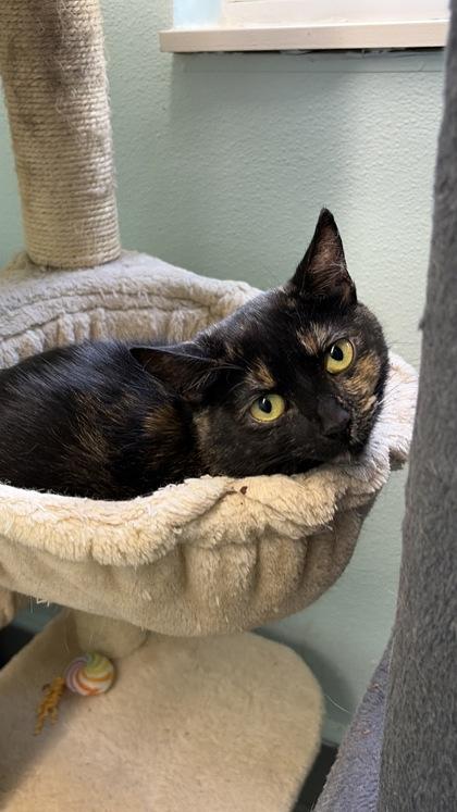Pearsey, a Adoptable mixed breed in Erin, ON image 2/2