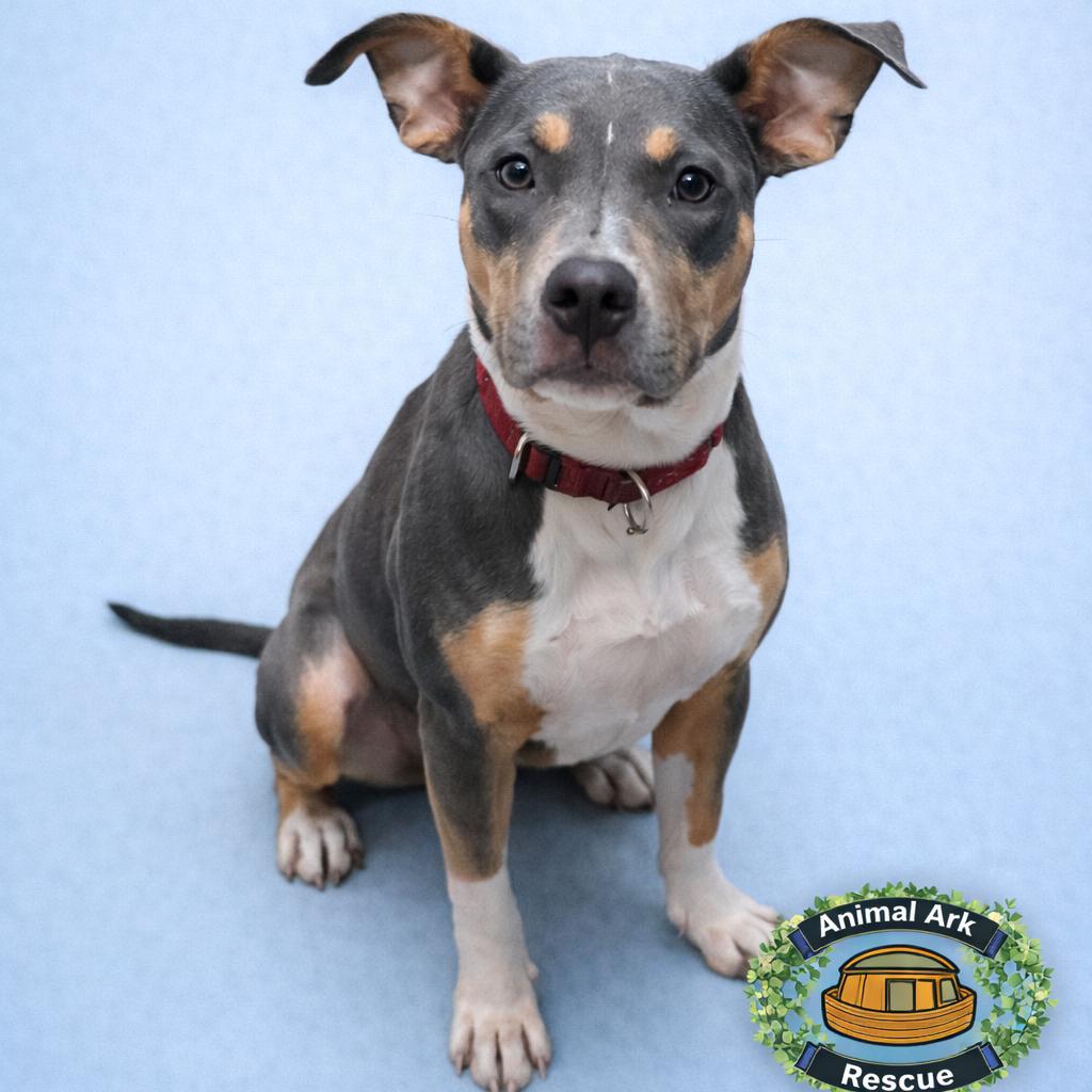 Jessie, a Adoptable mixed breed in Columbus, GA image 1/2