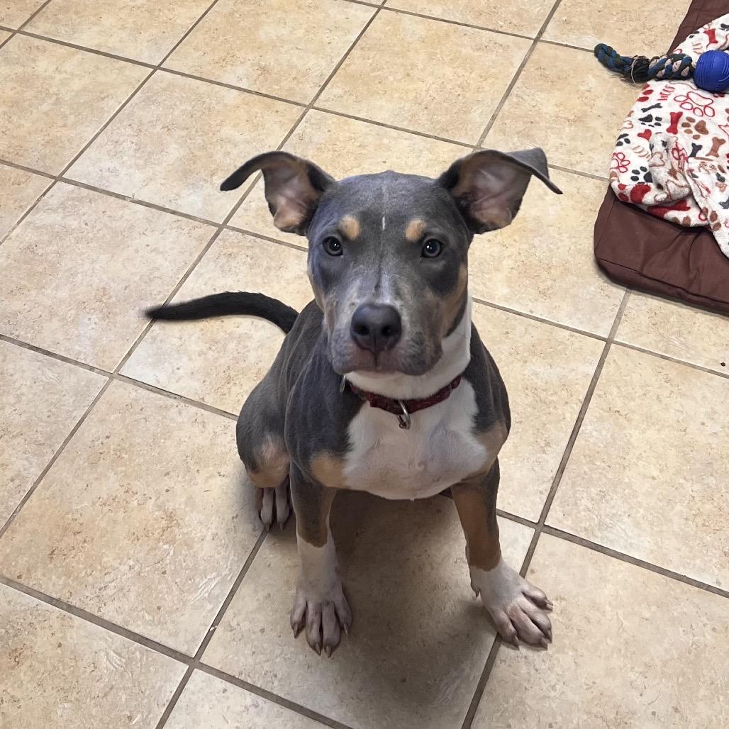 Jessie, a Adoptable mixed breed in Columbus, GA image 2/2