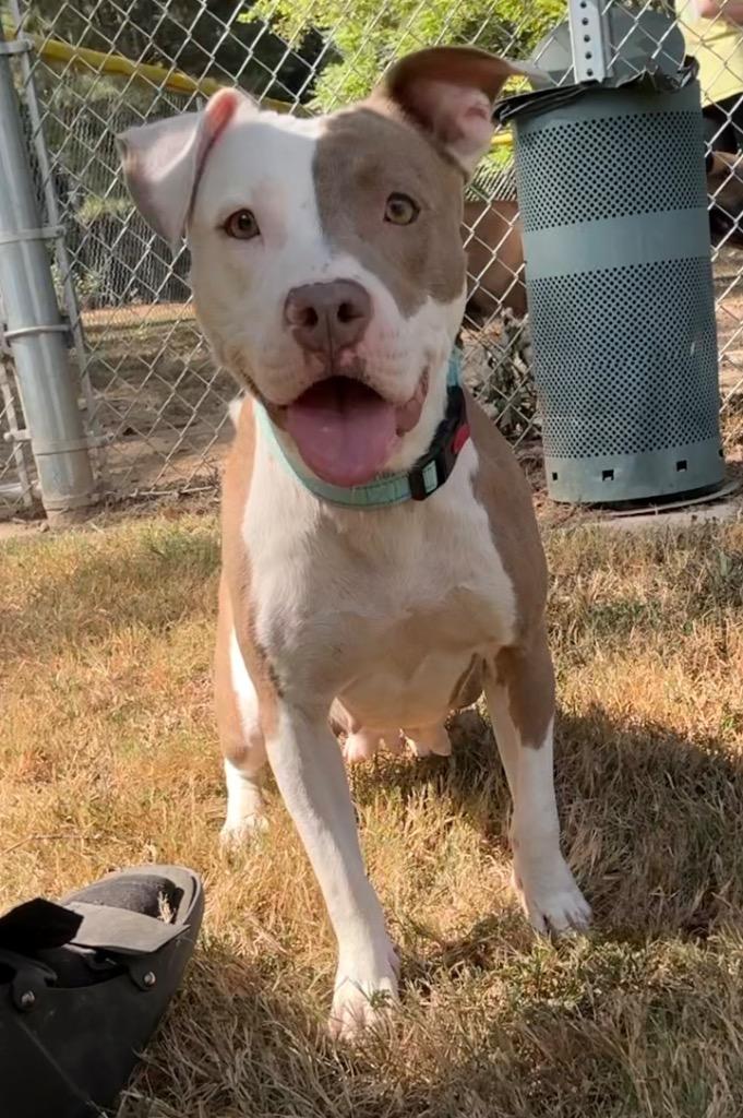 Enlarge Sweets, a Adopted Pit Bull Terrier in Mineral, VA image 1/1