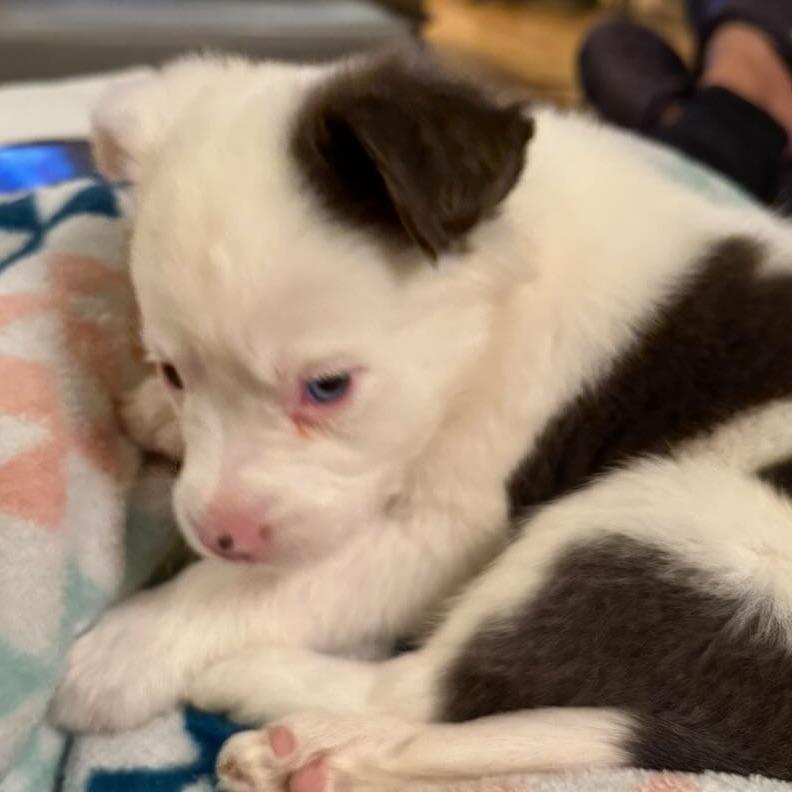 27 (2026) Muffin, a Adoptable mixed breed in Parker, CO image 1/6