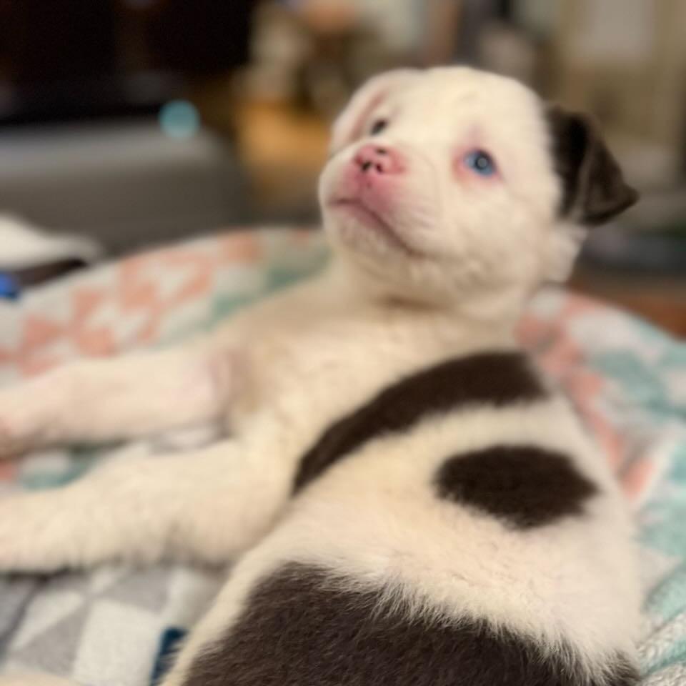 27 (2026) Muffin, a Adoptable mixed breed in Parker, CO image 4/6