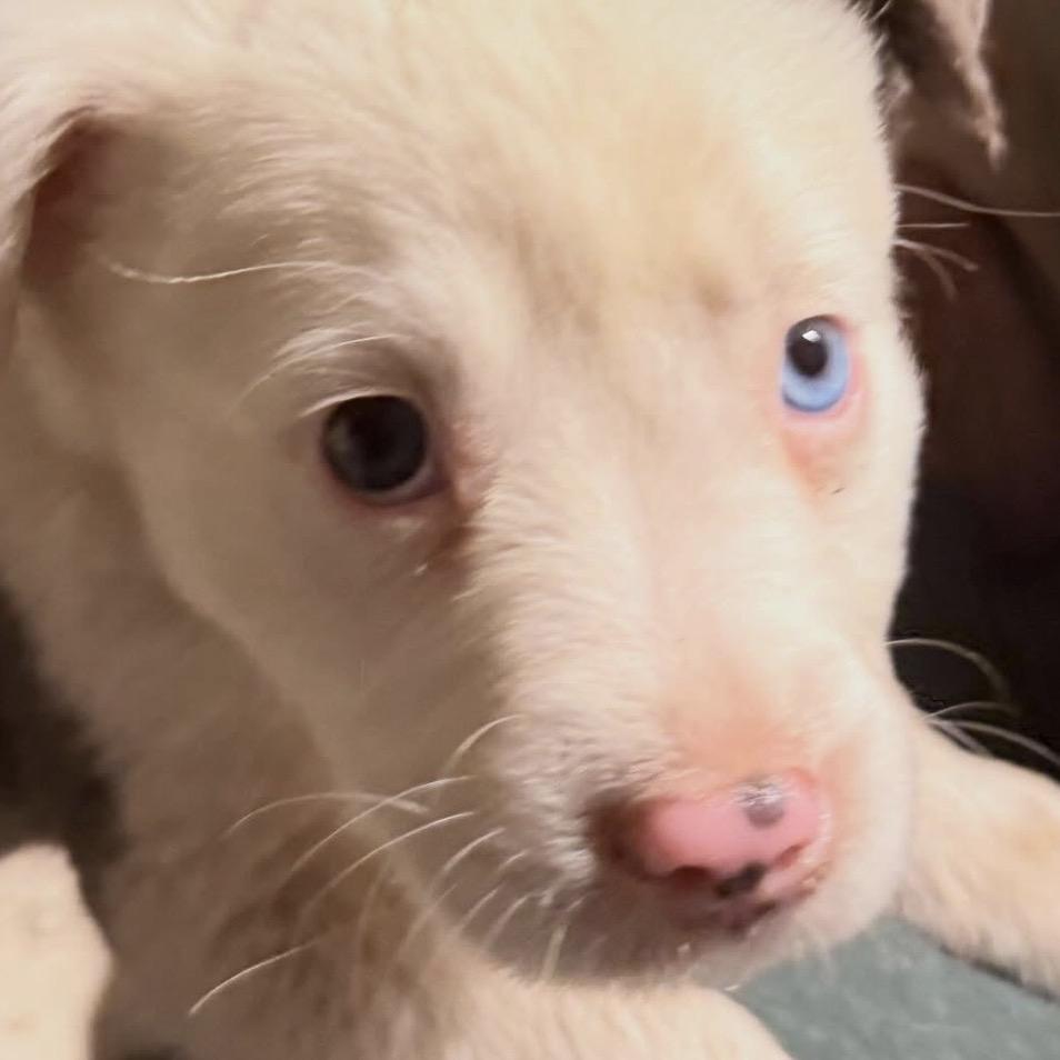 27 (2026) Muffin, a Adoptable mixed breed in Parker, CO image 5/6