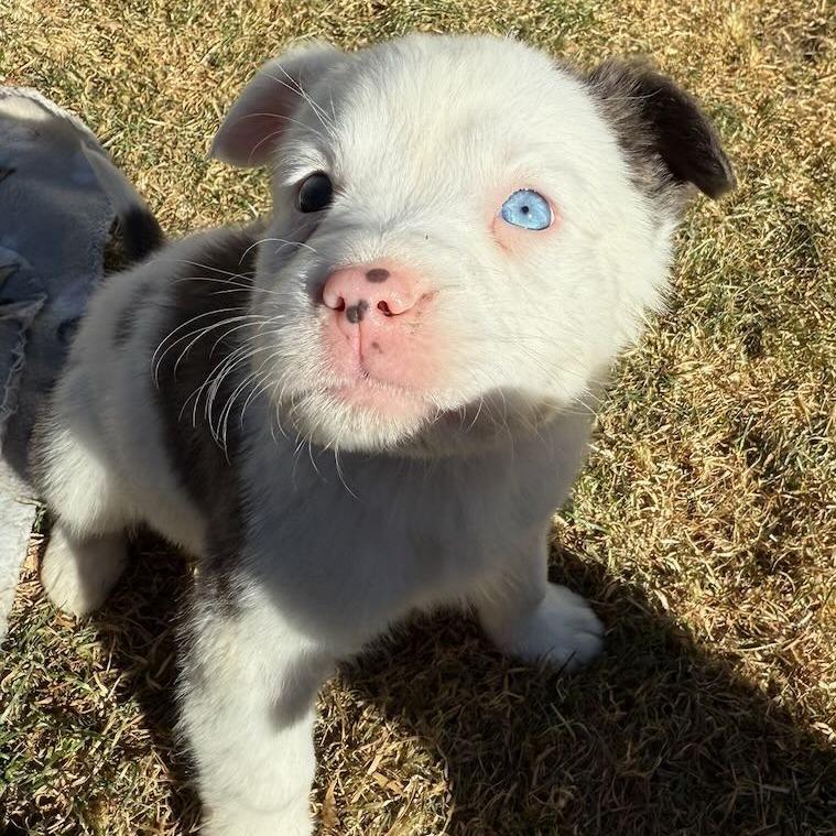 27 (2026) Muffin, a Adoptable mixed breed in Parker, CO image 6/6