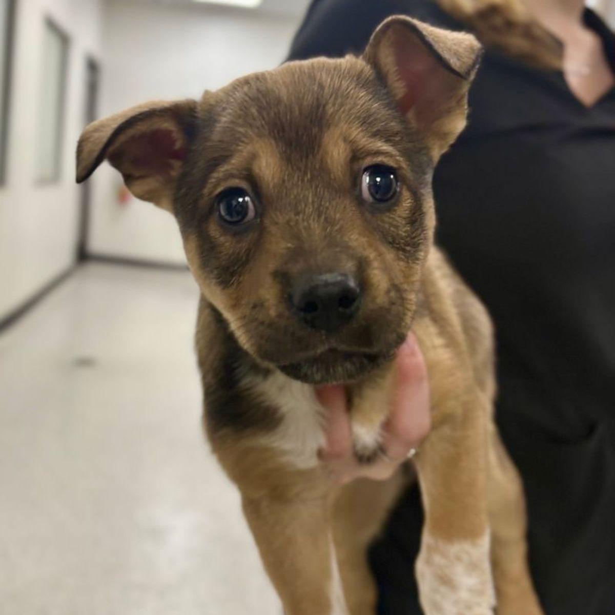 Noah, Adoptable, Young Male Australian Cattle Dog / Blue Heeler.