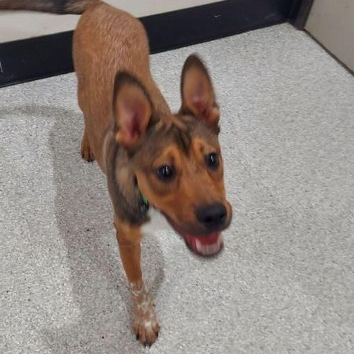 Enlarge Noah, a Adoptable Australian Cattle Dog / Blue Heeler in Lake Havasu City, AZ image 2/3