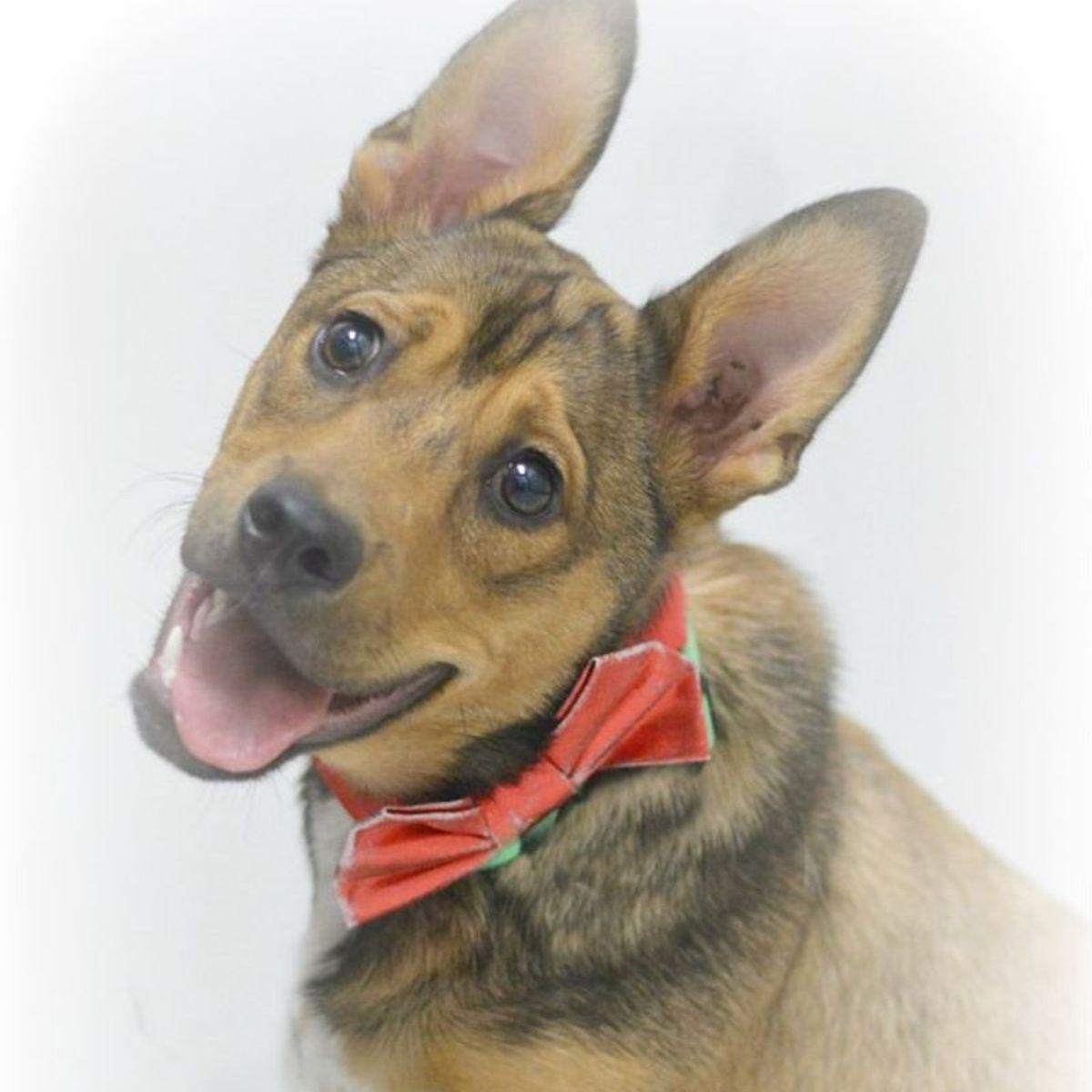 Enlarge Noah, a Adoptable Australian Cattle Dog / Blue Heeler in Lake Havasu City, AZ image 3/3