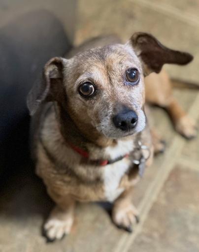 Enlarge FRANKIE, a Adoptable Chiweenie in Huntington, NY image 1/3