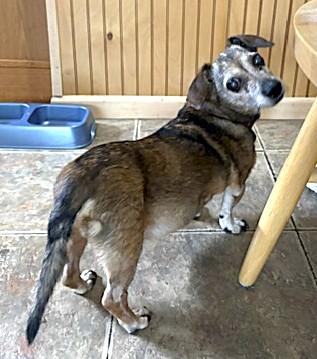 Enlarge FRANKIE, a Adoptable Chiweenie in Huntington, NY image 3/3