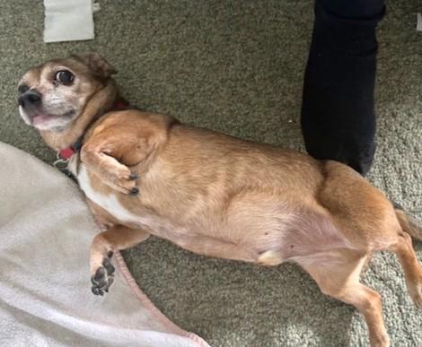 Enlarge FRANKIE, a Adoptable Chiweenie in Huntington, NY image 2/3