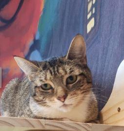 Felipe, Adoptable, Adult Female Domestic Short Hair.