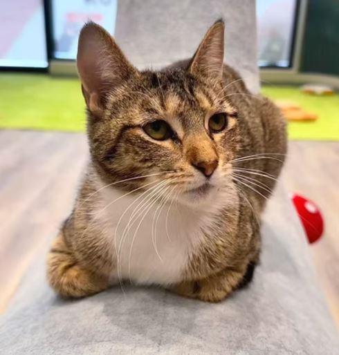 Enlarge Felipe, a Adoptable Domestic Short Hair in Keswick, ON image 2/2