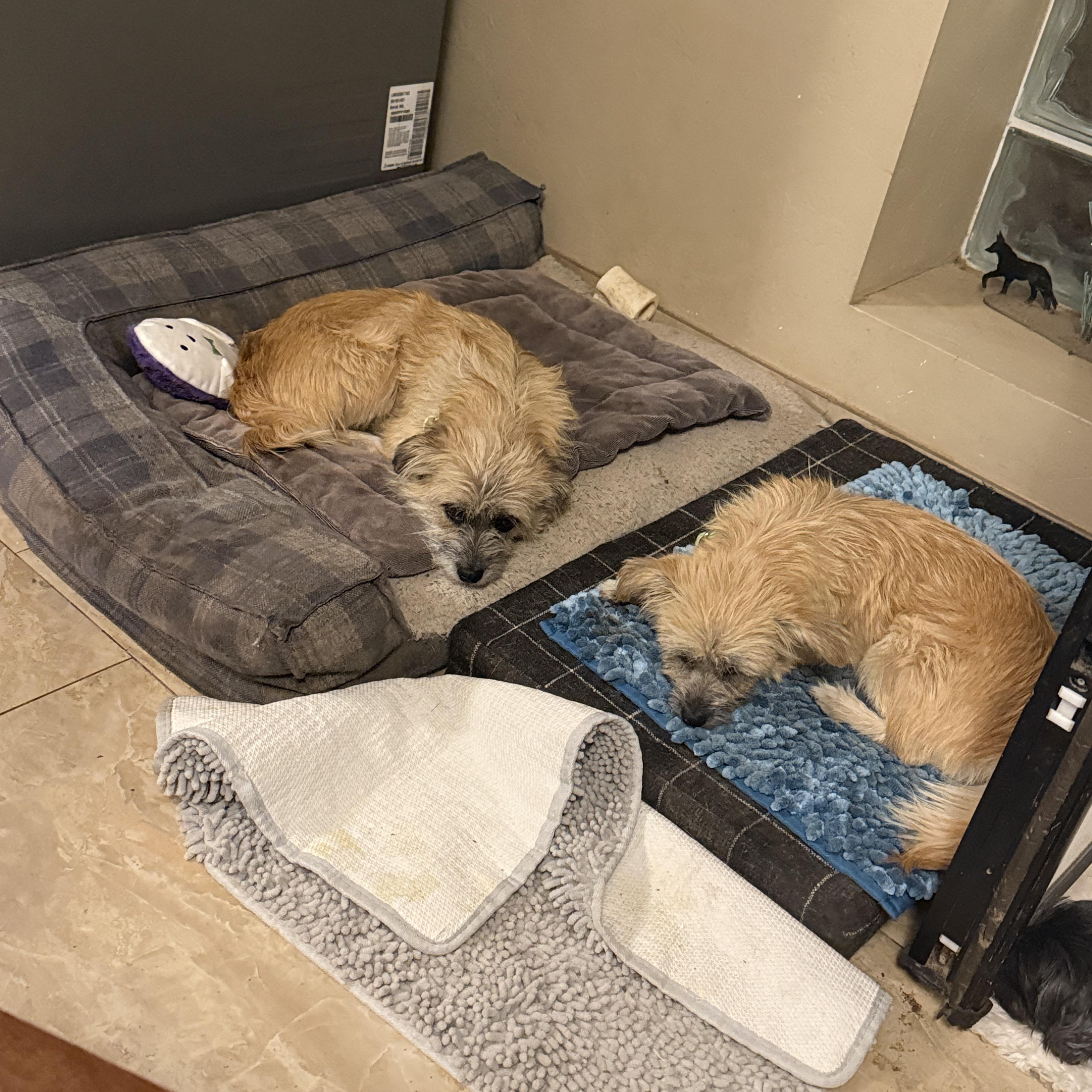 Enlarge Tilly, a ADOPTABLE mixed breed in Tucson, AZ image 2/3