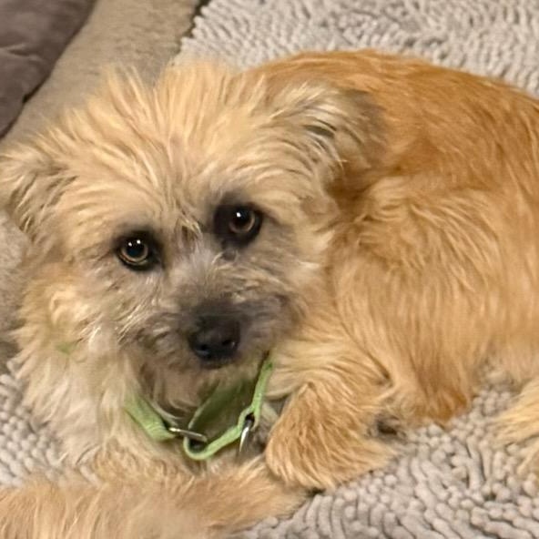Tilly, ADOPTABLE, Adult Female Cairn Terrier & Terrier.