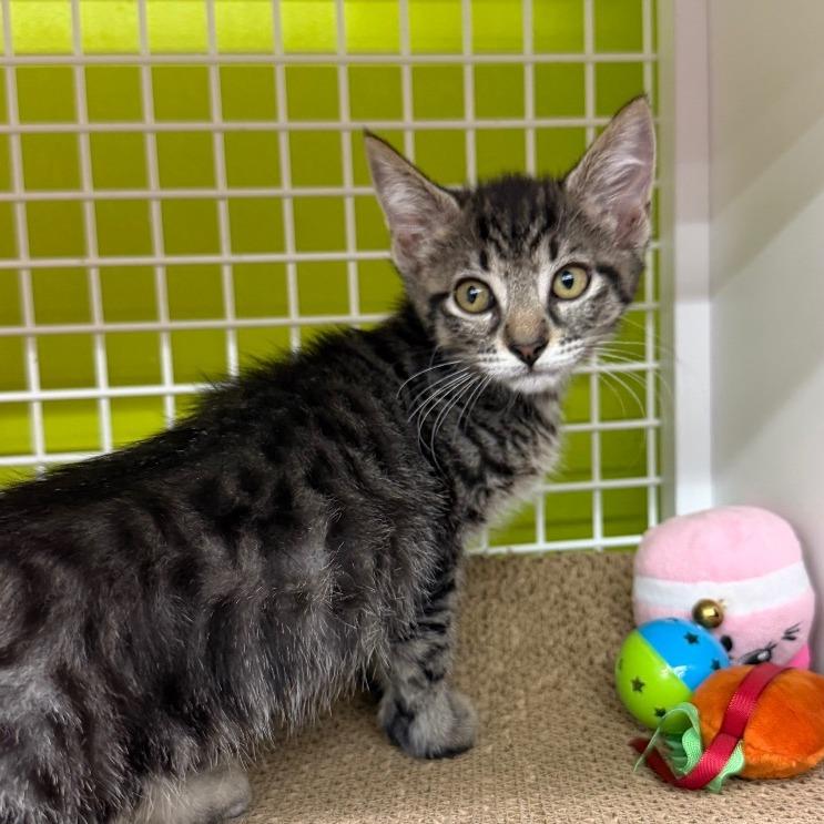 Luann, Adoptable, Kitten Female Domestic Short Hair.