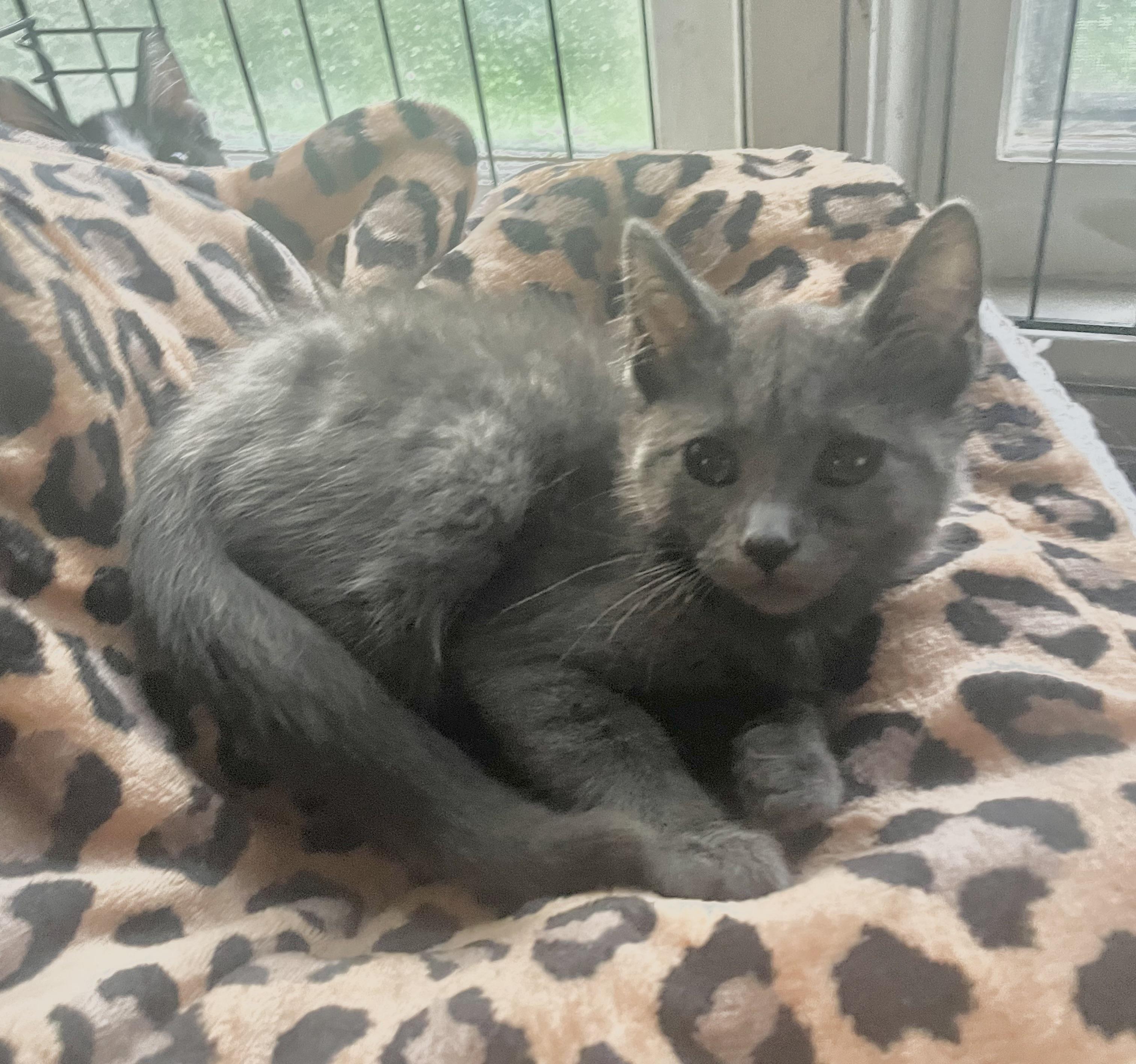 Enlarge Pearl, a Adopted Russian Blue in Troy, NY image 1/1