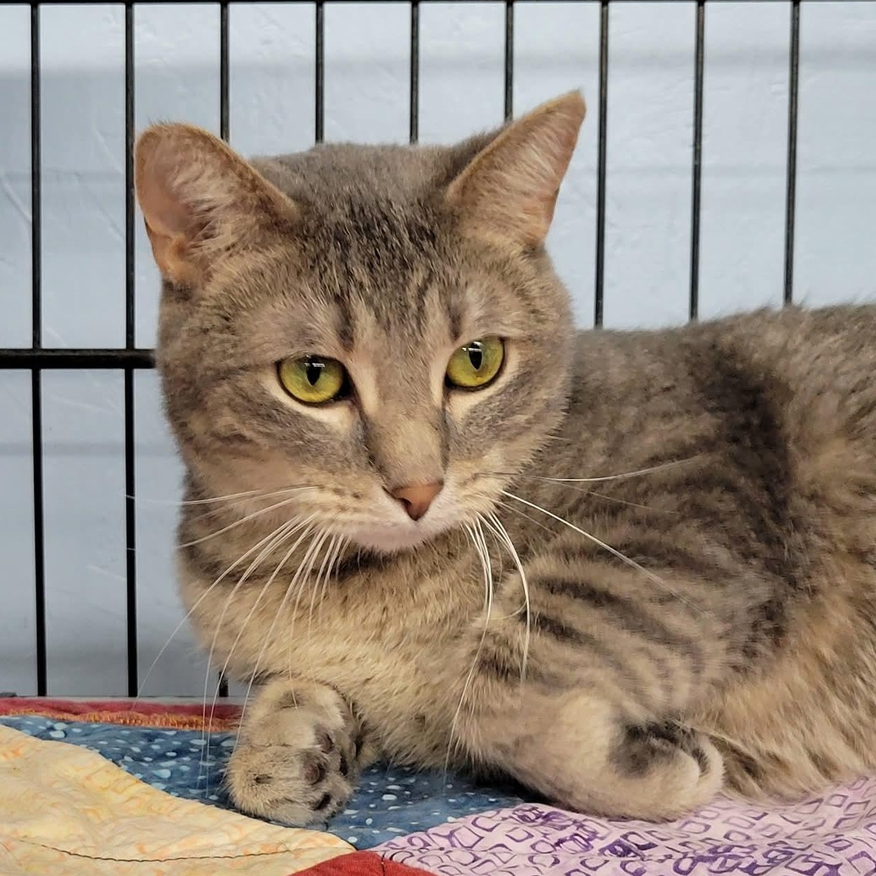 Katniss, an adoptable Domestic Short Hair in Clarinda, IA, 51632 | Photo Image 3