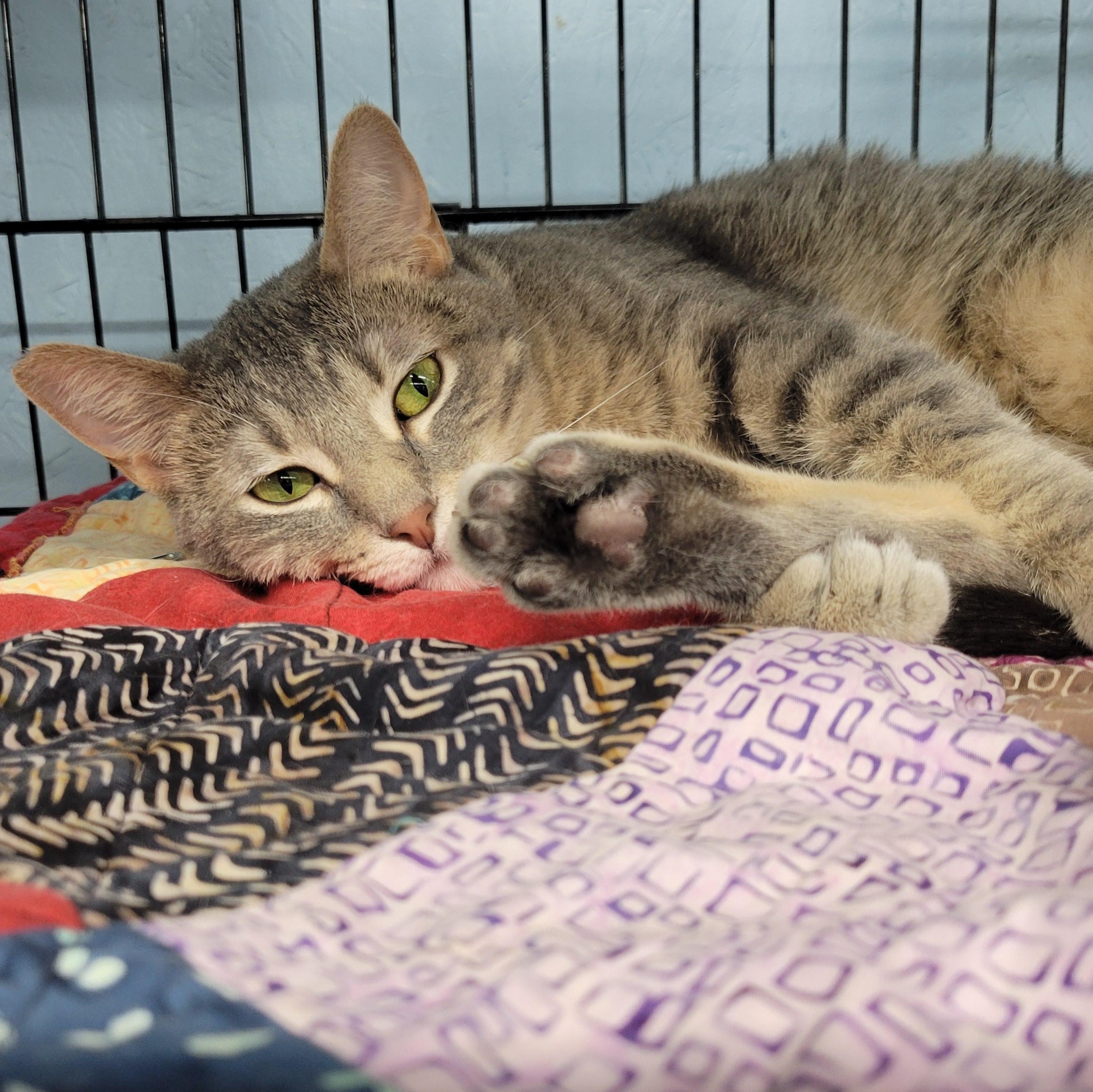 Katniss, an adoptable Domestic Short Hair in Clarinda, IA, 51632 | Photo Image 2