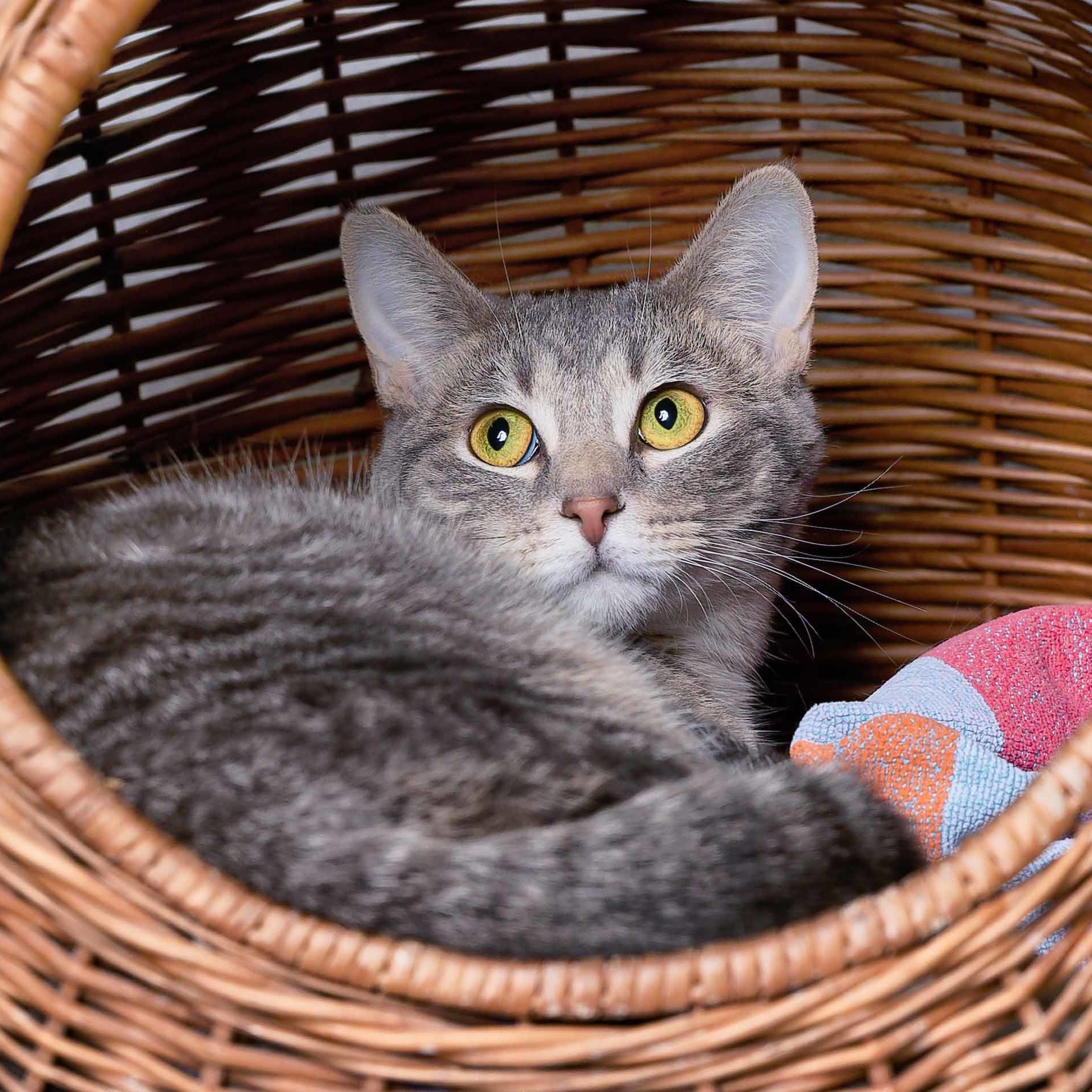 Katniss, an adoptable Domestic Short Hair in Clarinda, IA, 51632 | Photo Image 3