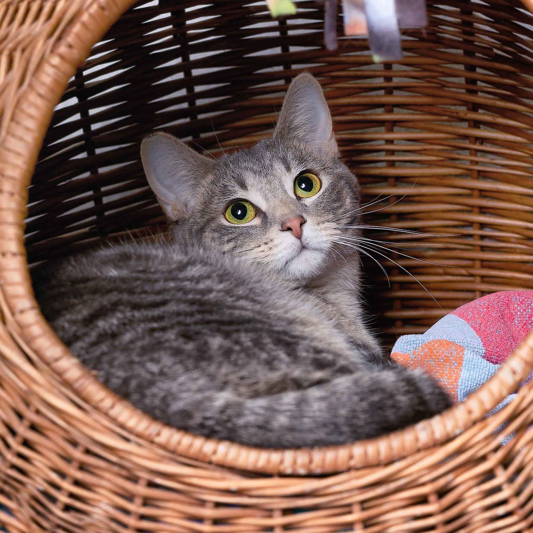 Katniss, an adoptable Domestic Short Hair in Clarinda, IA, 51632 | Photo Image 6