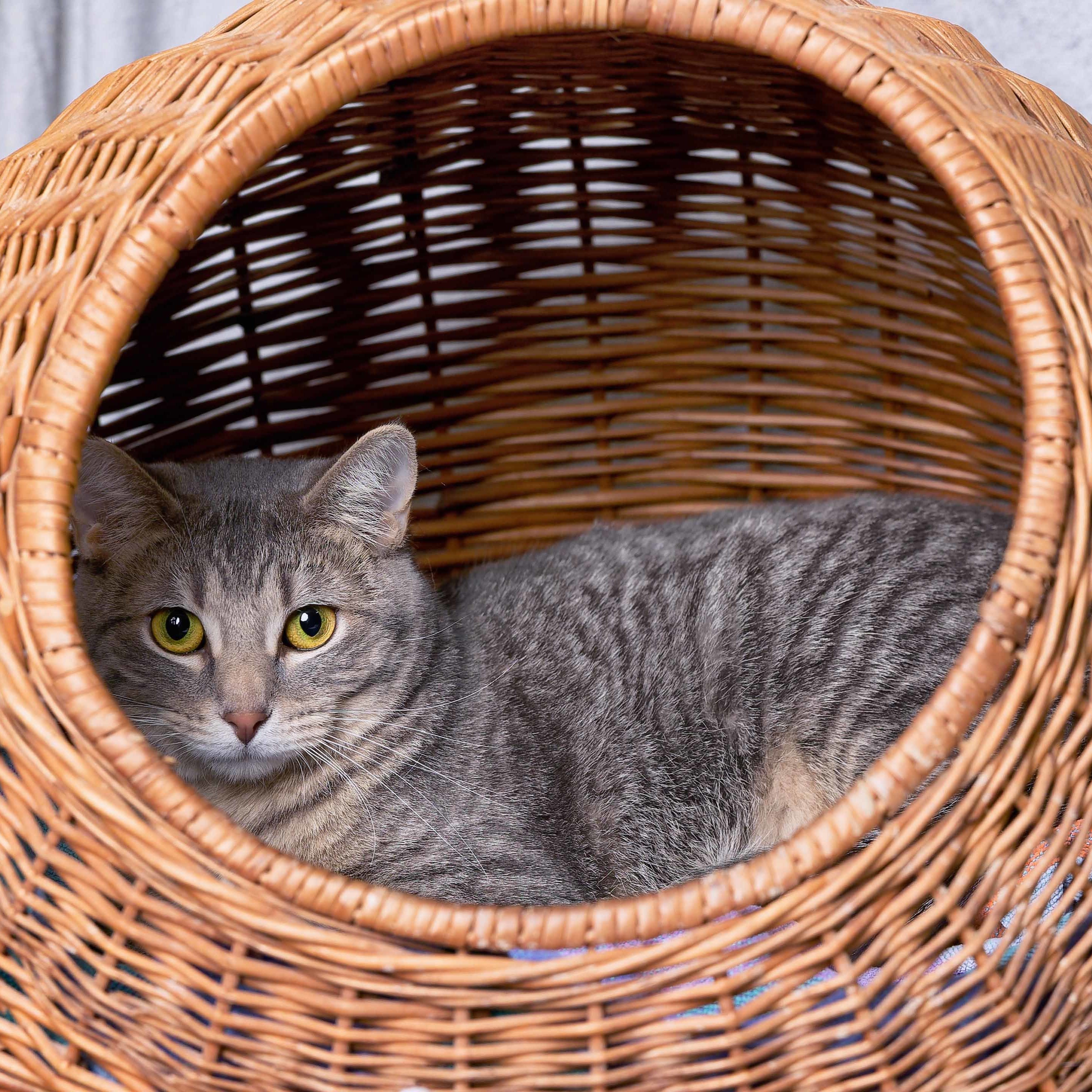 Katniss, an adoptable Domestic Short Hair in Clarinda, IA, 51632 | Photo Image 5