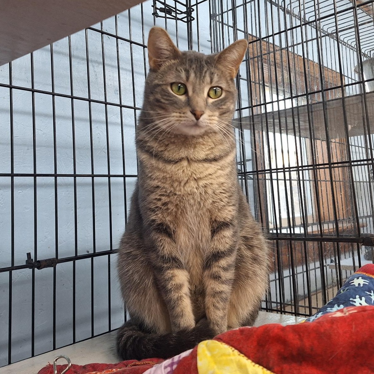 Katniss, a Adoptable Domestic Short Hair image 2/6