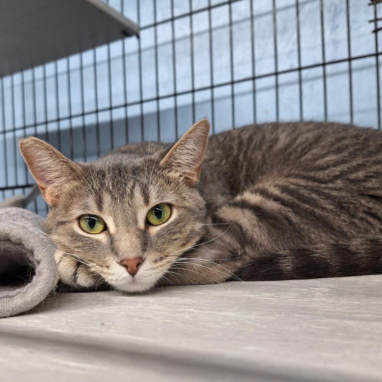 Katniss, an adoptable Domestic Short Hair in Clarinda, IA, 51632 | Photo Image 3