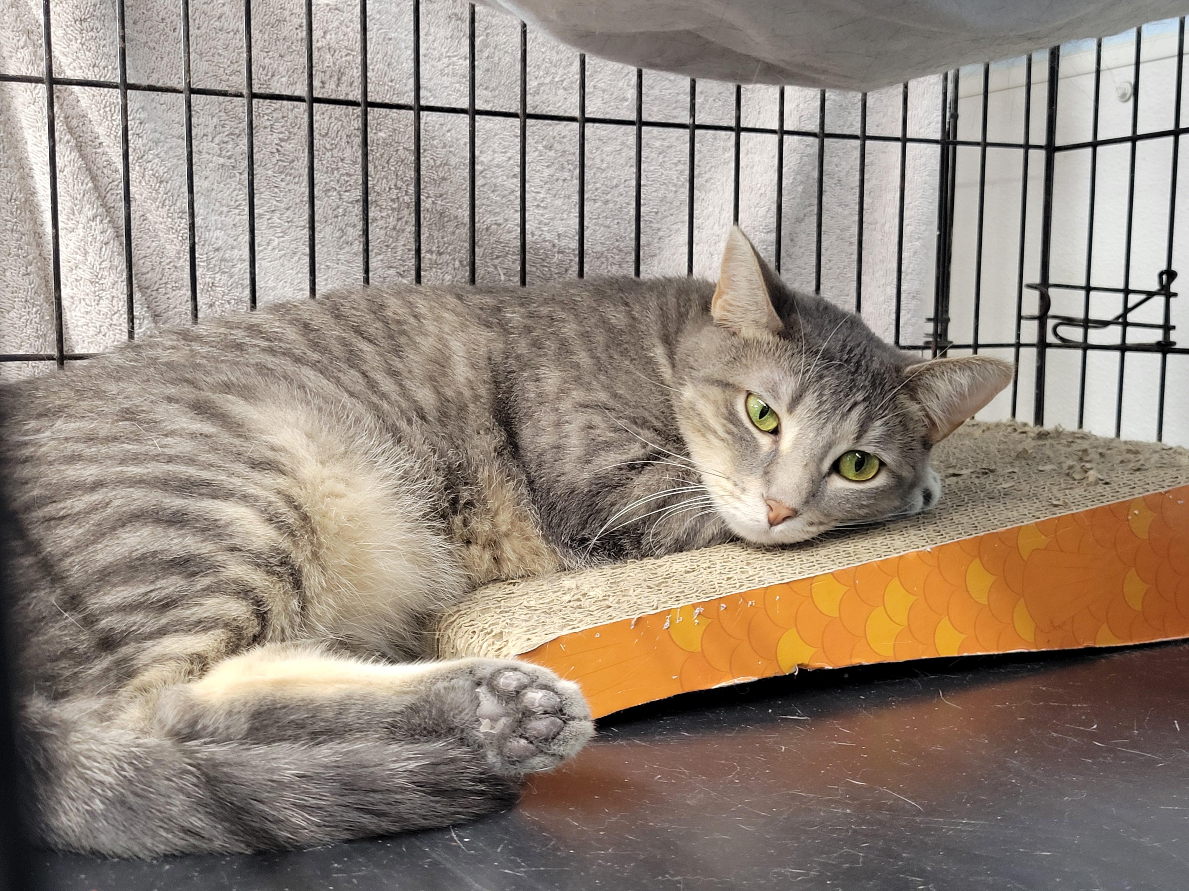Katniss, an adoptable Domestic Short Hair in Clarinda, IA, 51632 | Photo Image 3