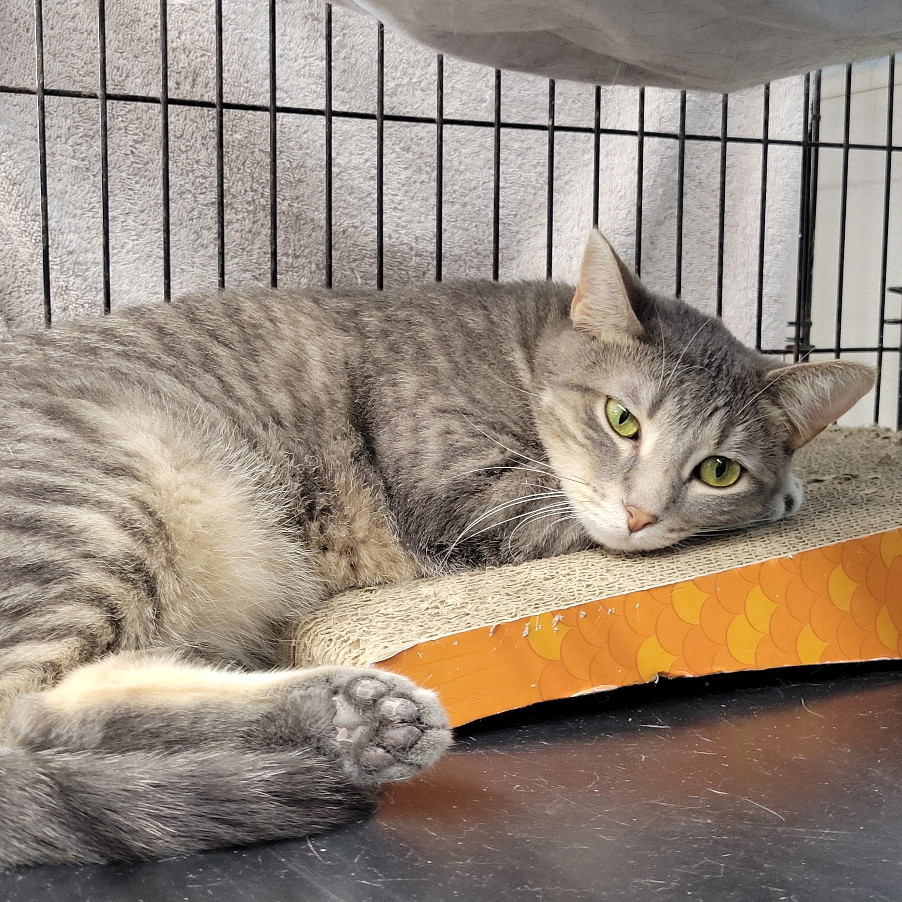 Katniss, a Adoptable Domestic Short Hair image 3/6