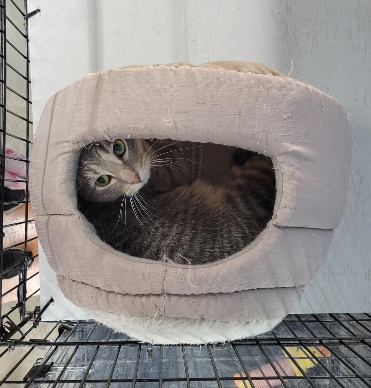 Katniss, an adoptable Domestic Short Hair in Clarinda, IA, 51632 | Photo Image 2