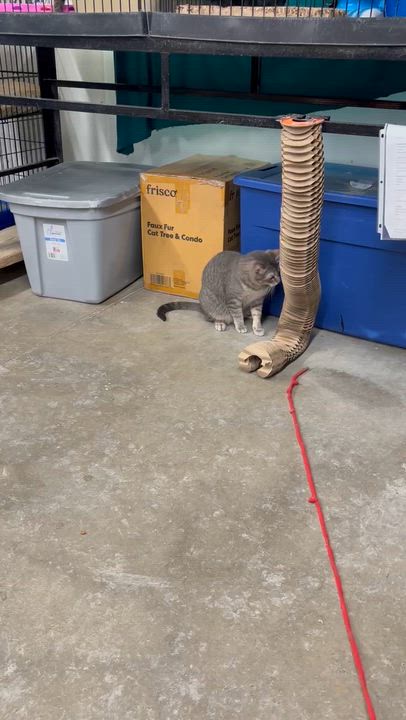 Enlarge Katniss, a Adoptable Domestic Short Hair video 4/6