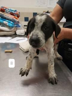 Orca, a ADOPTABLE mixed breed in Allen, TX image 3/3