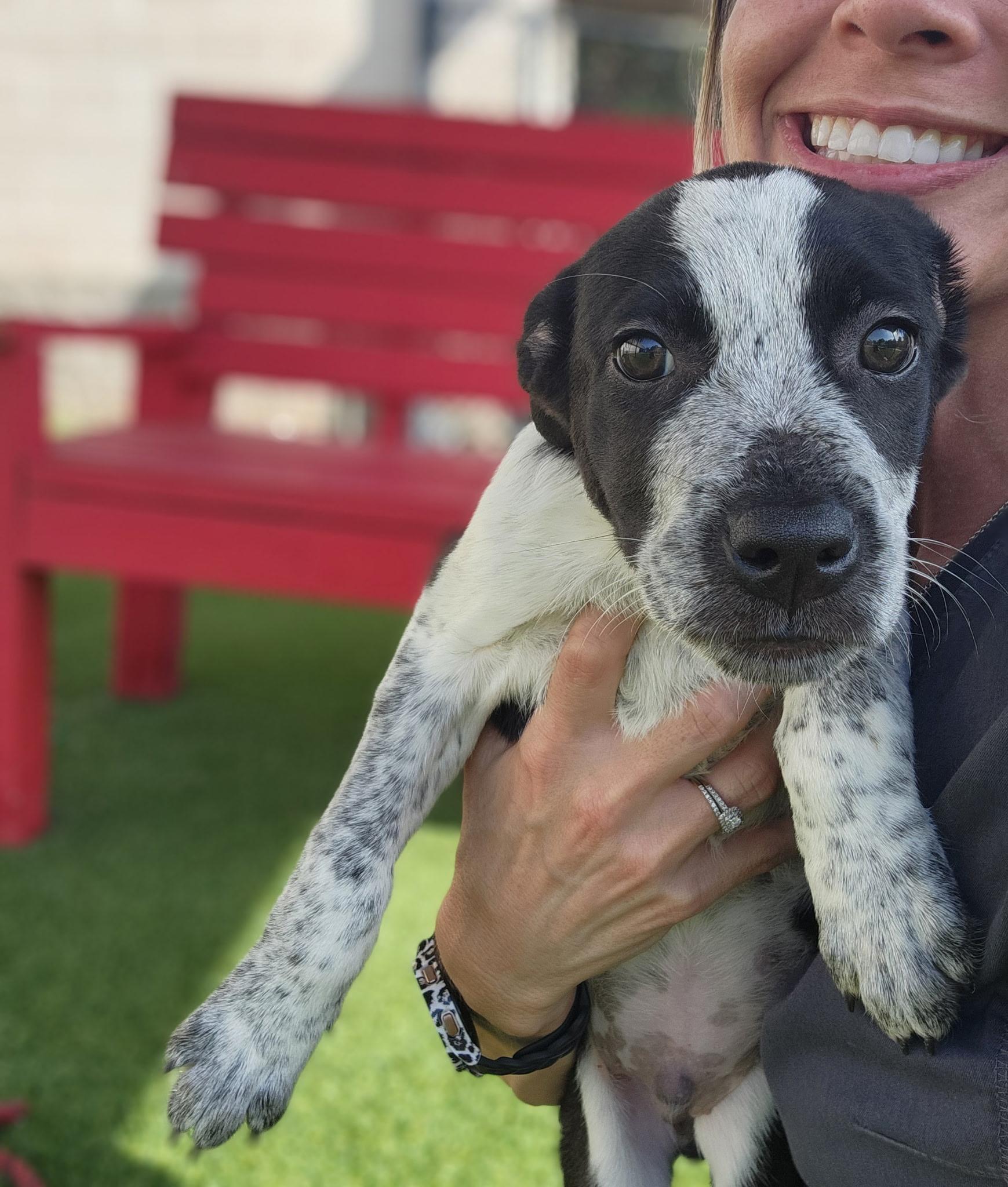 Orca, ADOPTABLE, Puppy Male Australian Cattle Dog / Blue Heeler.