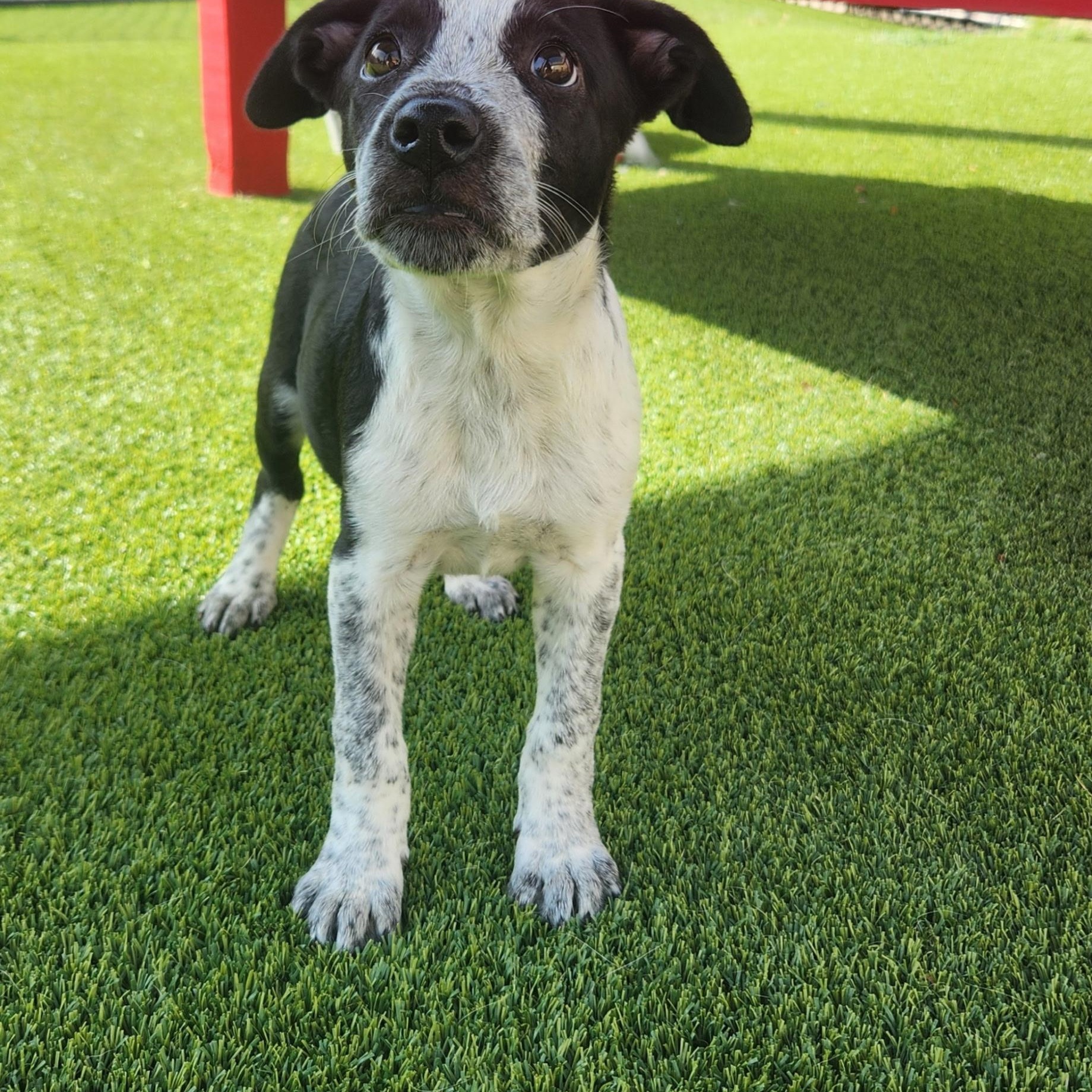 Orca, a ADOPTABLE mixed breed in Allen, TX image 2/3