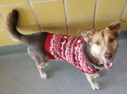 Salt, Adoptable, Young Female Australian Shepherd & Mixed Breed.