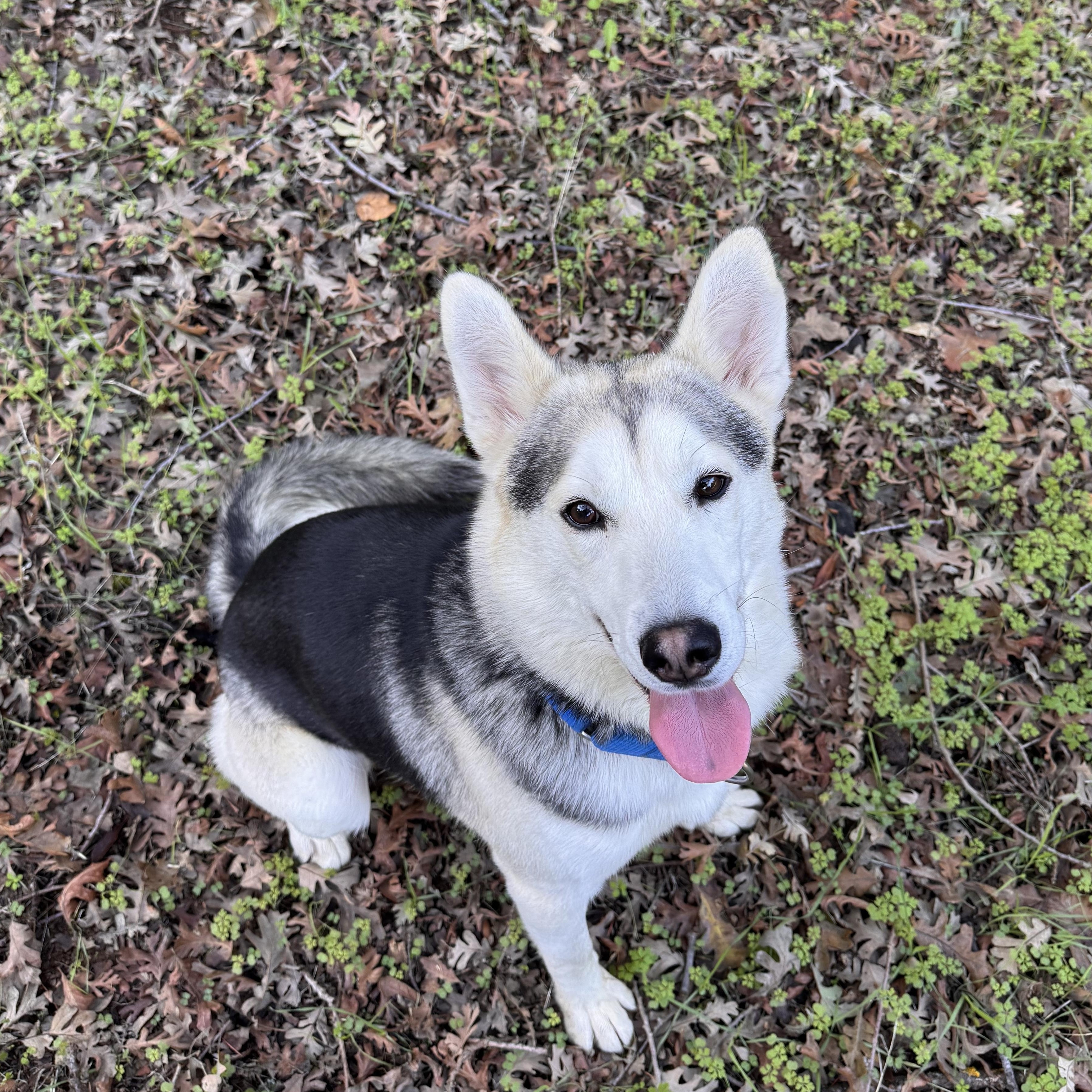 Milo, Adoptable, Young Male Husky.