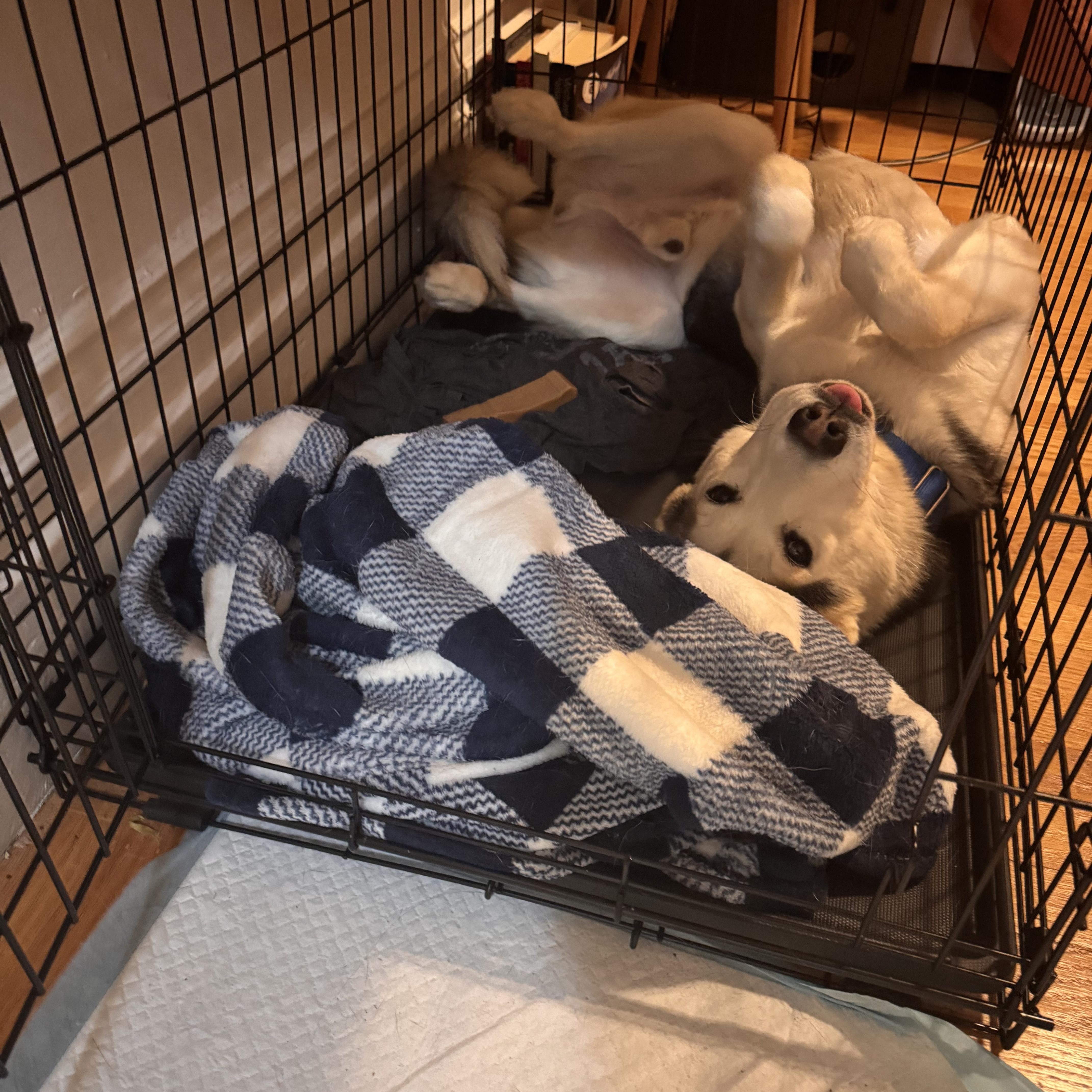 Enlarge Milo, a Adoptable mixed breed in Los Gatos, CA image 2/5