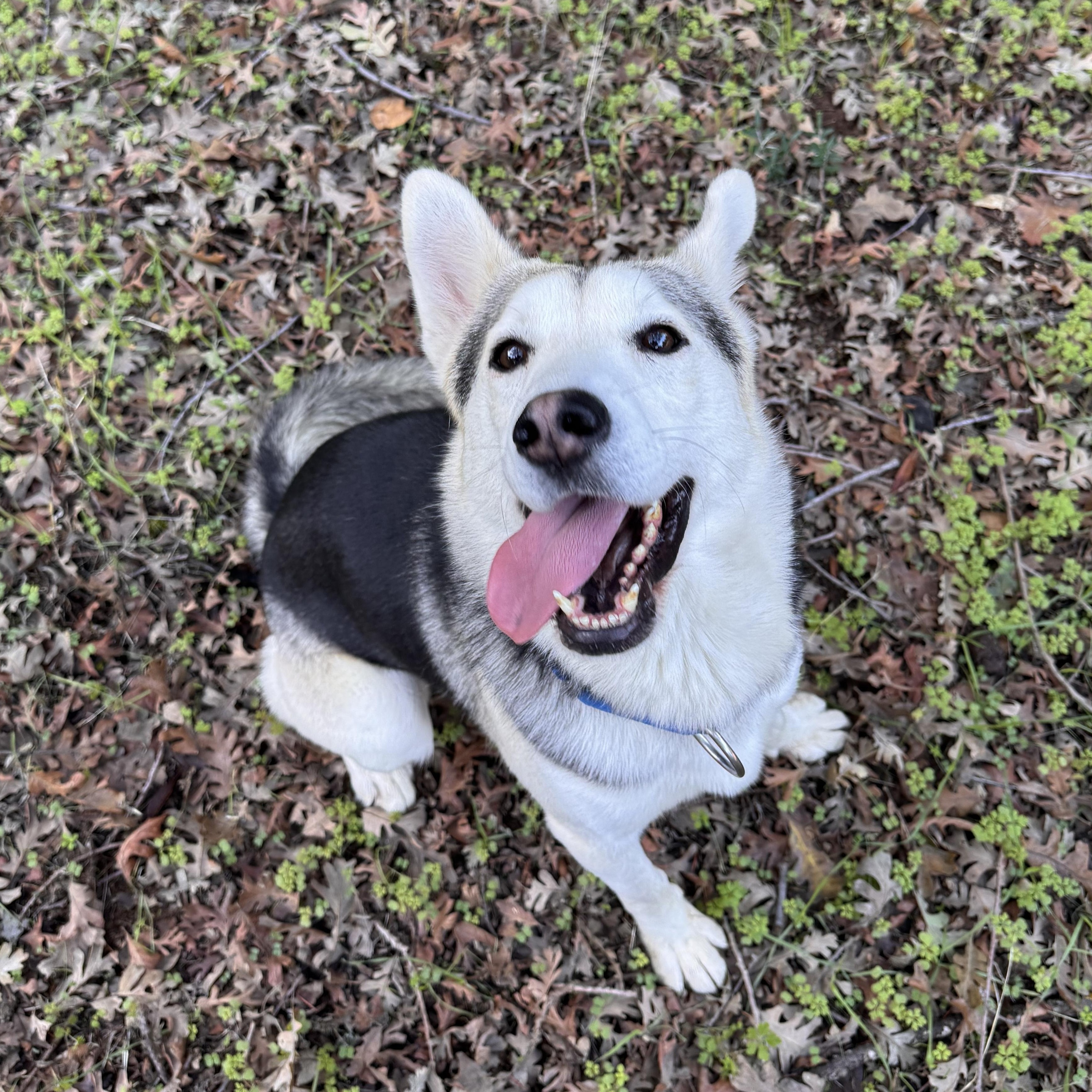 Enlarge Milo, a Adoptable mixed breed in Los Gatos, CA image 3/5