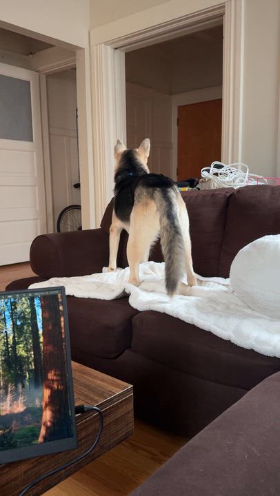 Enlarge Milo, a Adoptable mixed breed in Los Gatos, CA video 4/5