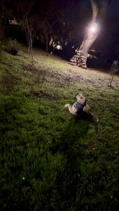 Enlarge Milo, a Adoptable mixed breed in Los Gatos, CA video 5/5