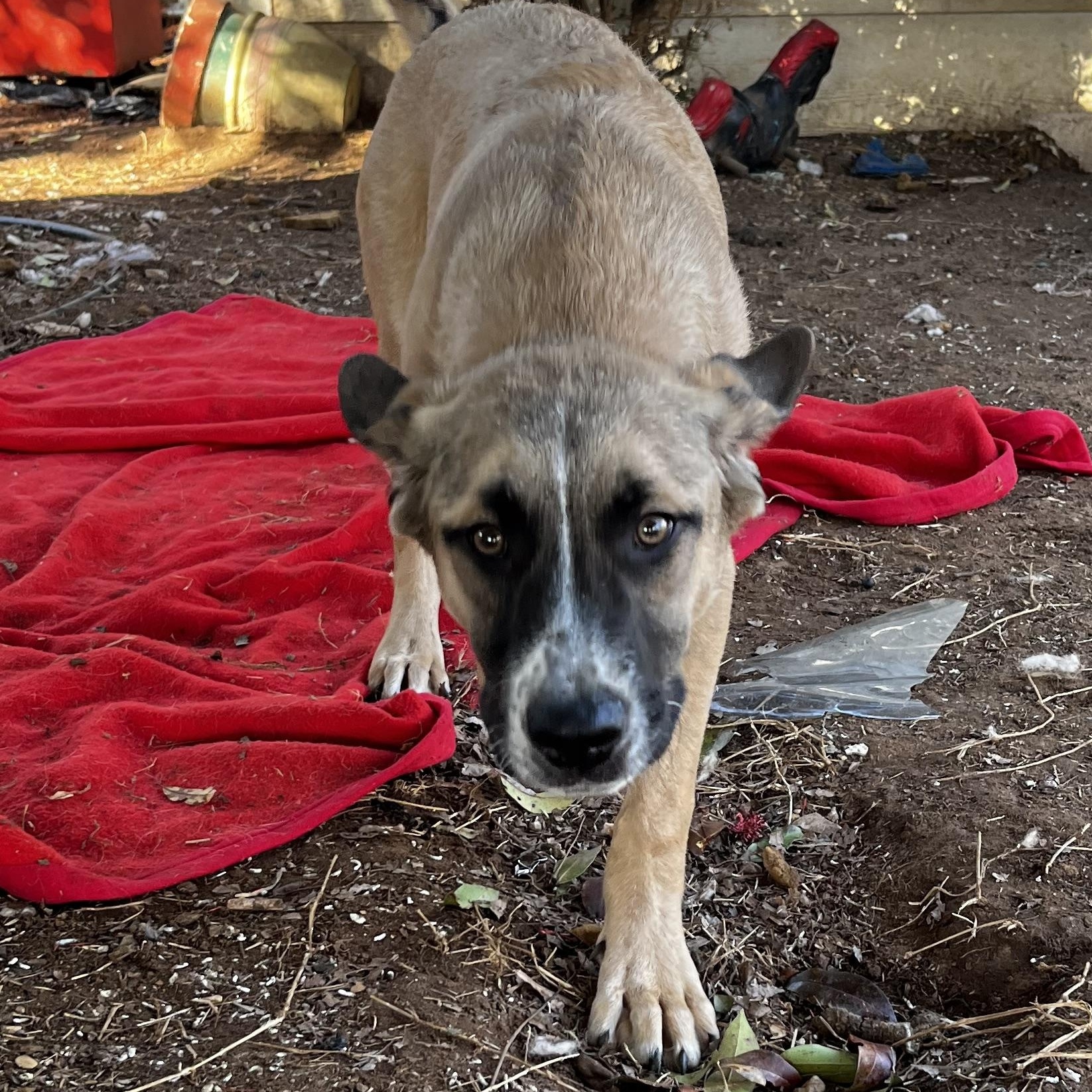 Enlarge Bandito, a Adoptable mixed breed in Colorado Springs, CO image 3/5